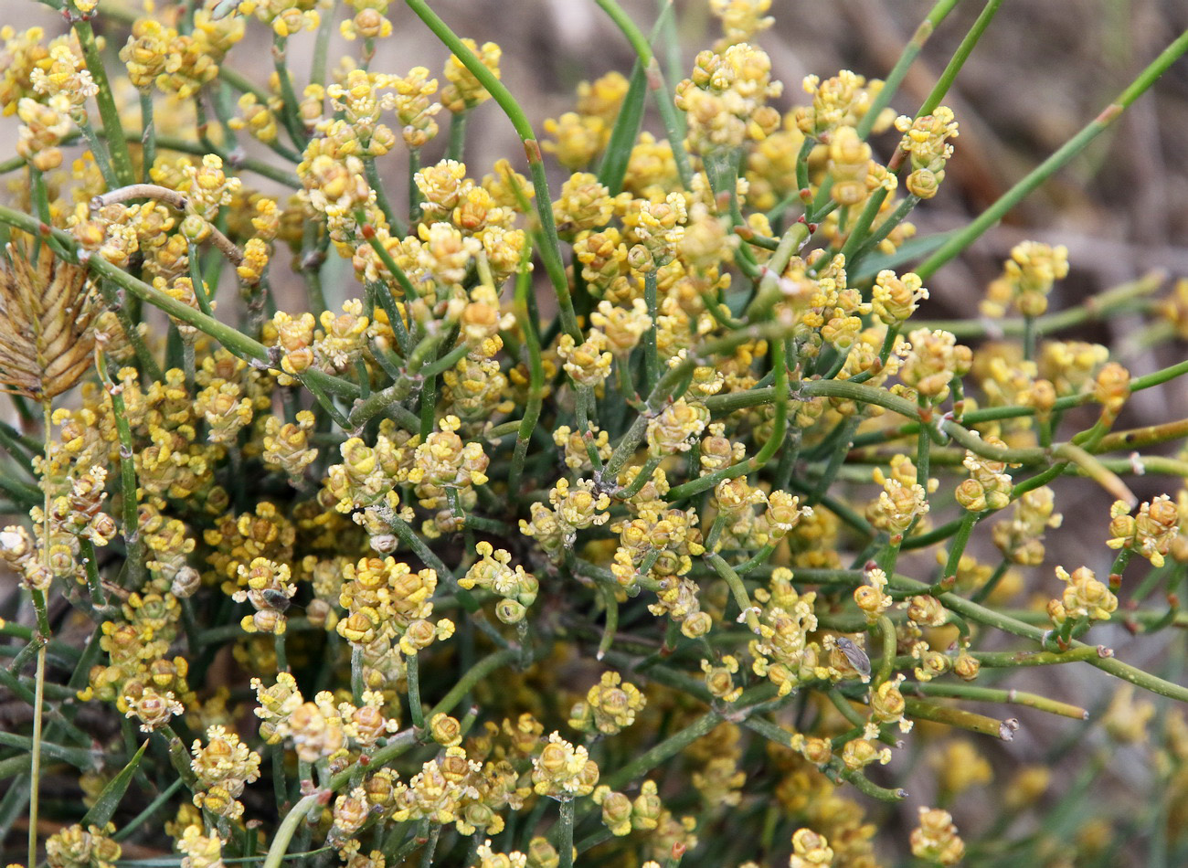 Изображение особи Ephedra distachya.