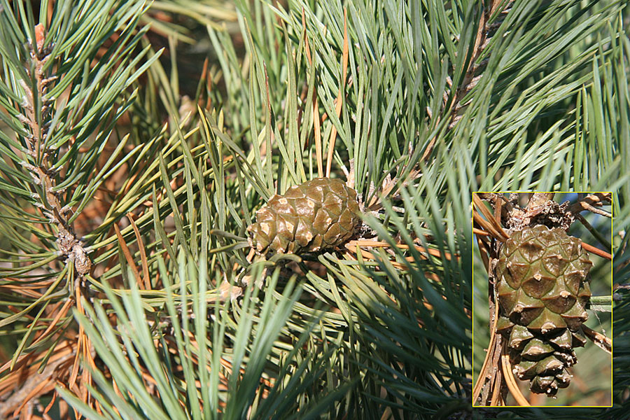 Изображение особи Pinus sylvestris.