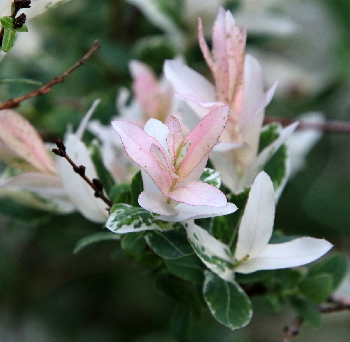 Image of Salix integra specimen.