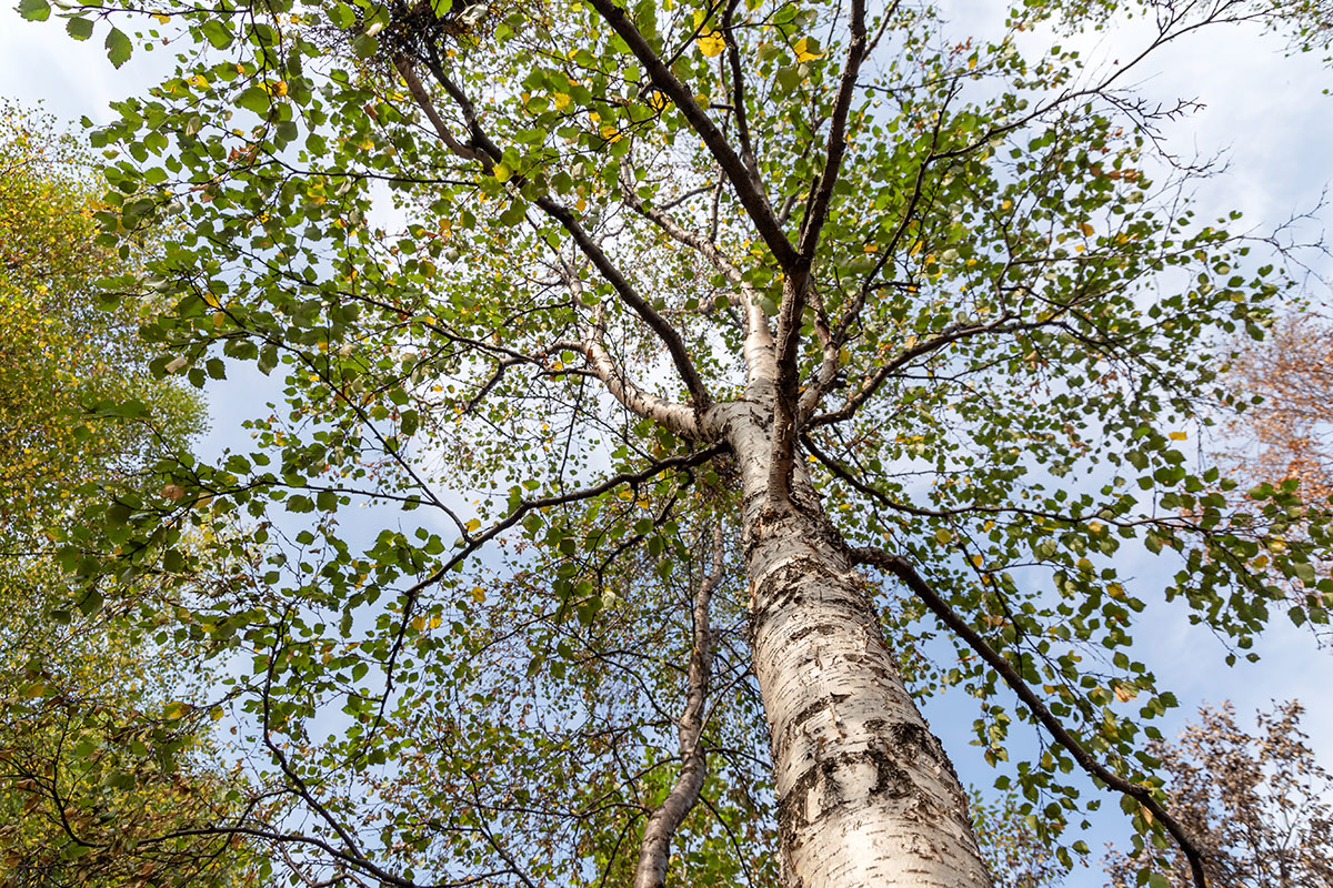 Изображение особи Betula czerepanovii.