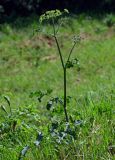 Heracleum sibiricum. Цветущее растение. Вологодская обл., г. Вологда, луг. 13.07.2024.