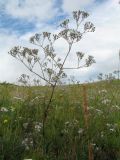 Gypsophila altissima. Верхушка цветущего растения. Казахстан, Восточно-Казахстанская обл., Калбинский Алтай, окр. пер. Таргын, склон вост. экспозиции, степь. 9 июля 2024 г.