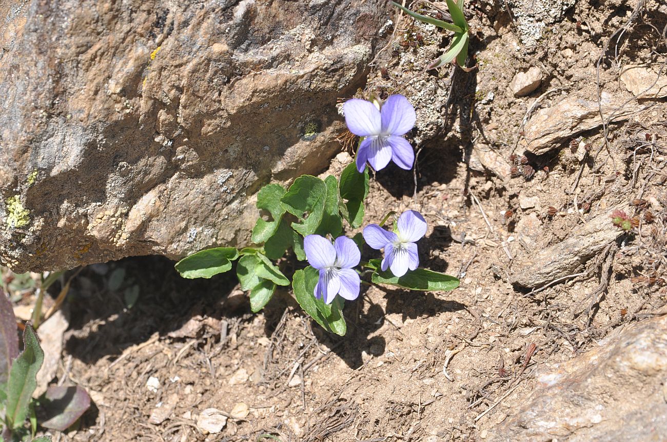 Image of genus Viola specimen.