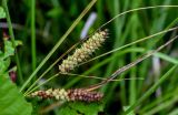 Carex rostrata