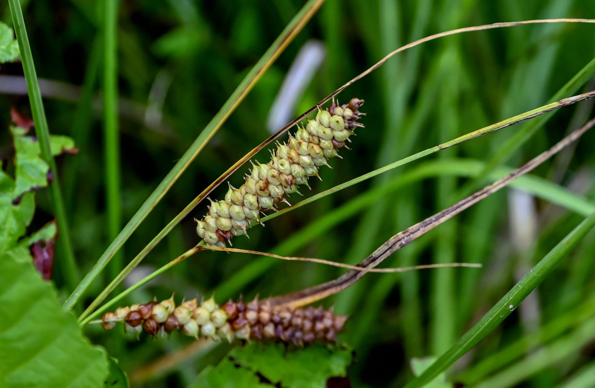 Изображение особи Carex rostrata.