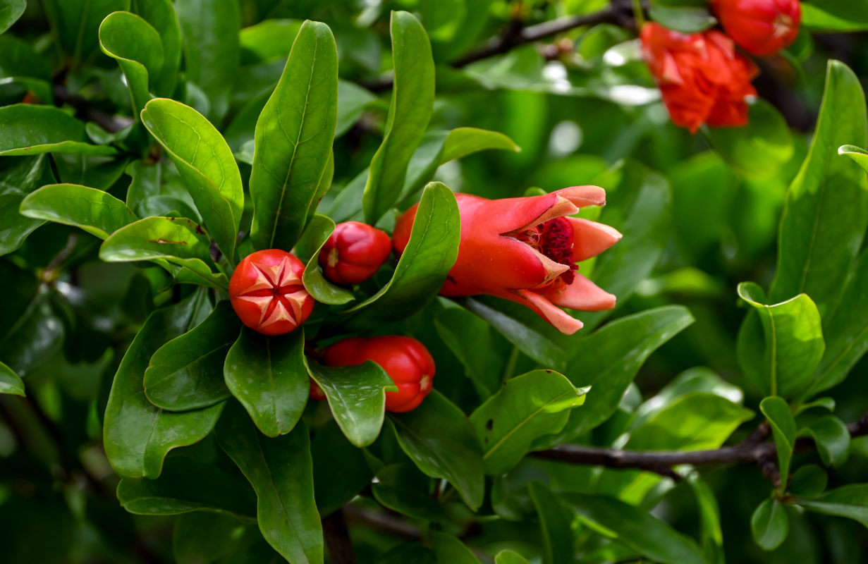 Image of Punica granatum specimen.