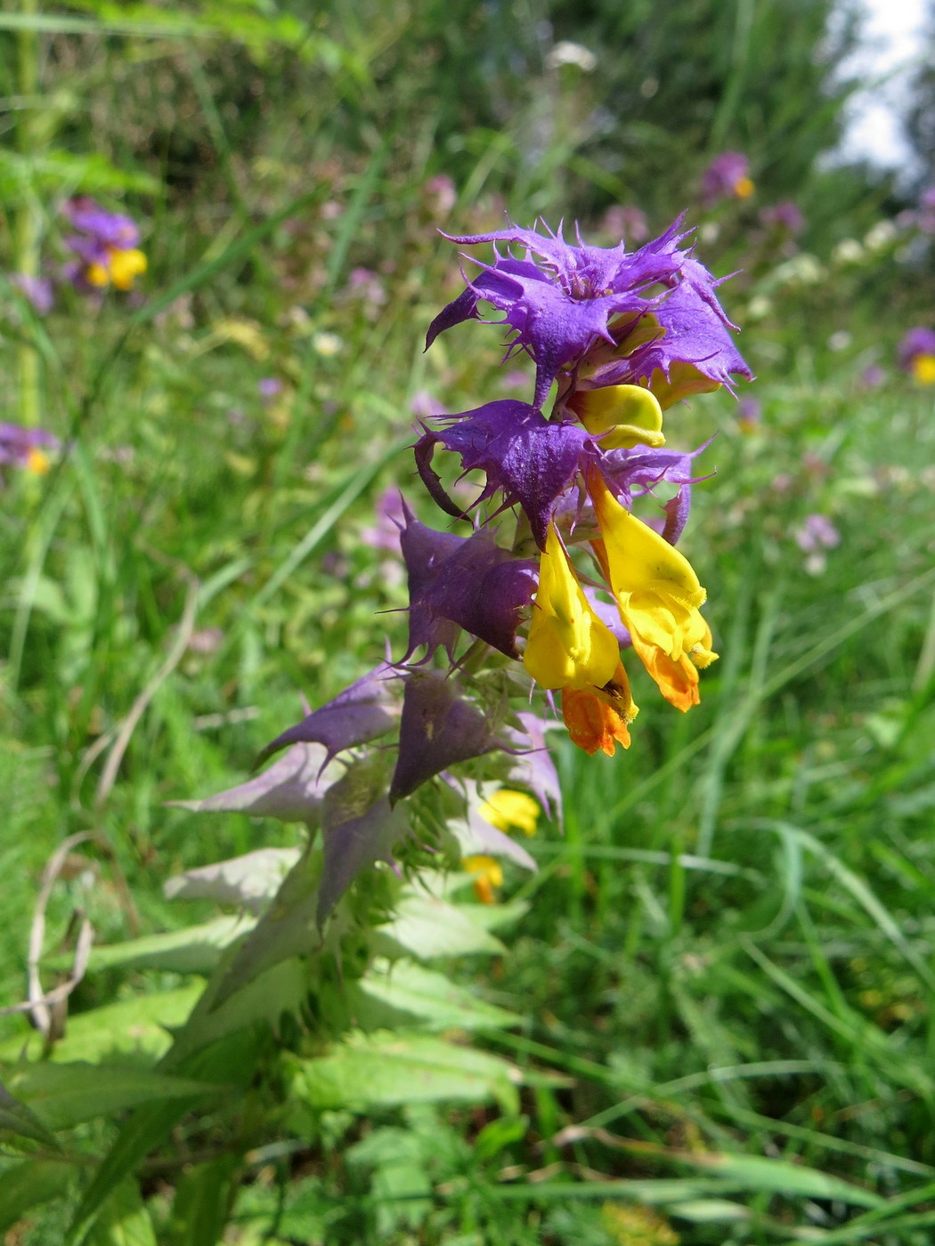 Изображение особи Melampyrum nemorosum.