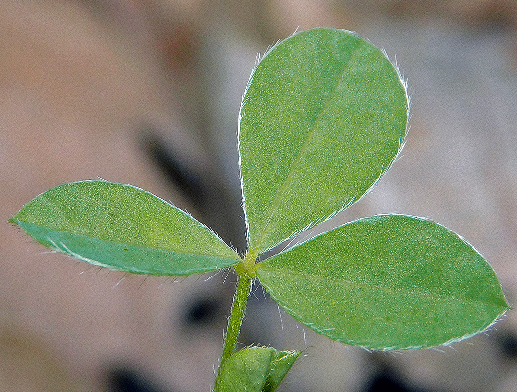 Изображение особи Argyrolobium biebersteinii.