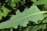 Sonchus arvensis