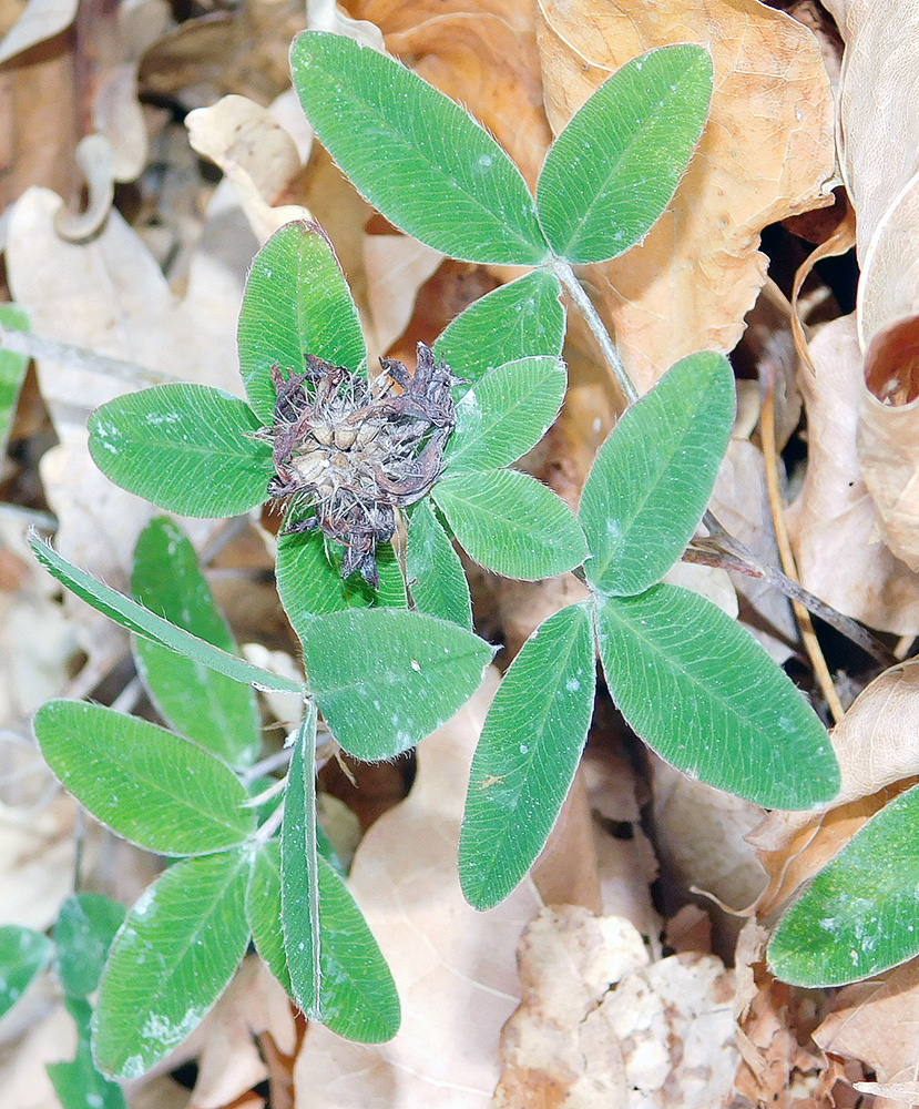 Image of Trifolium medium specimen.