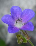 Geranium ferganense