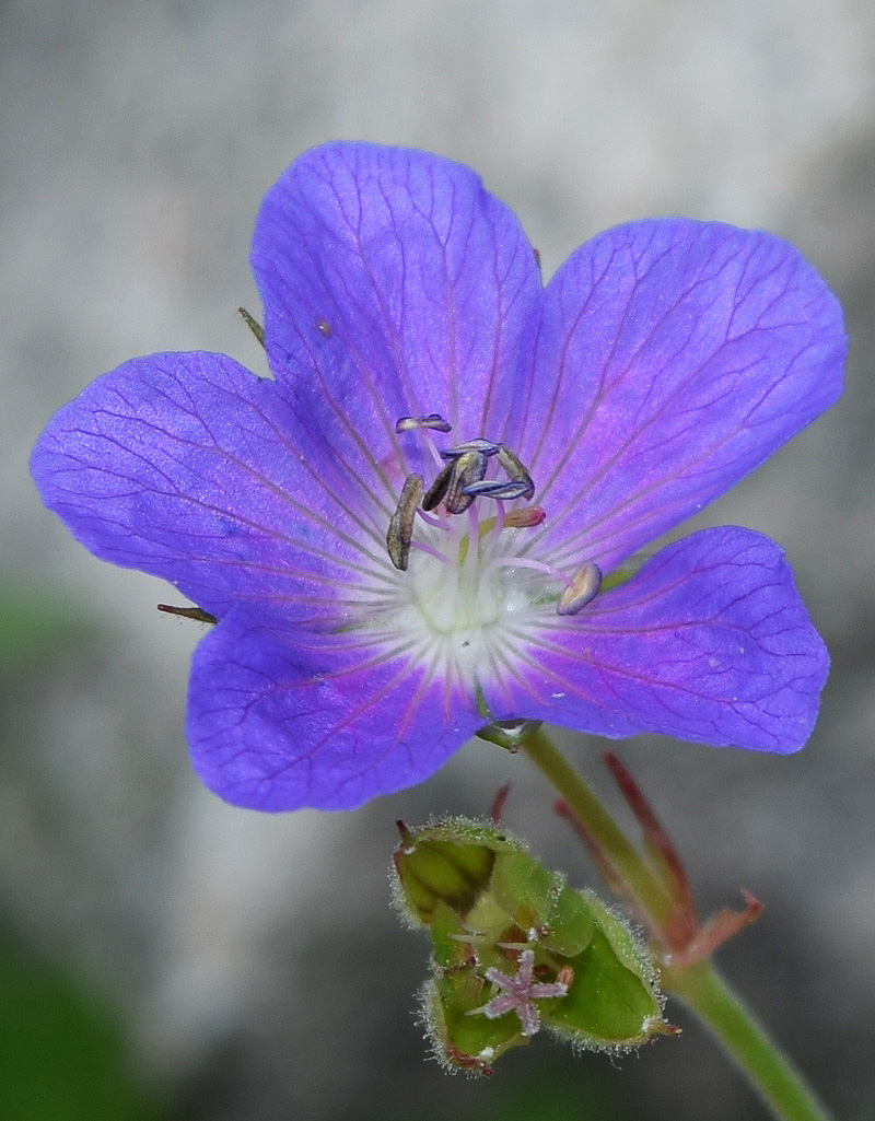 Image of Geranium ferganense specimen.