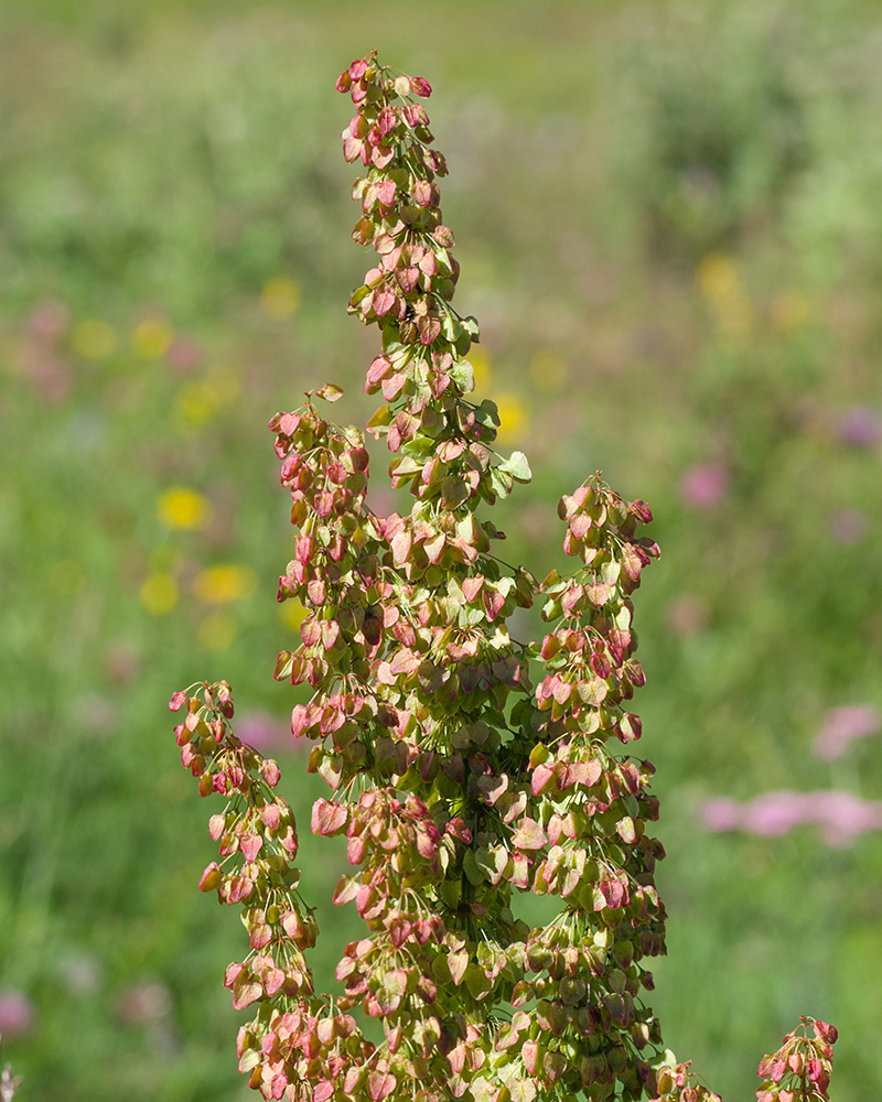 Image of Rumex aquaticus specimen.