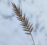 Agropyron pectinatum