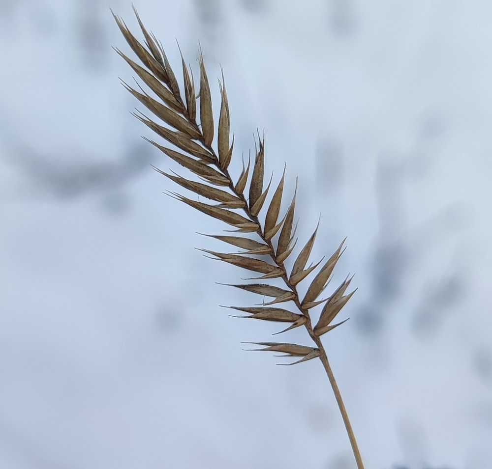 Изображение особи Agropyron pectinatum.