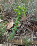 Euphorbia condylocarpa