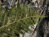 Athyrium filix-femina