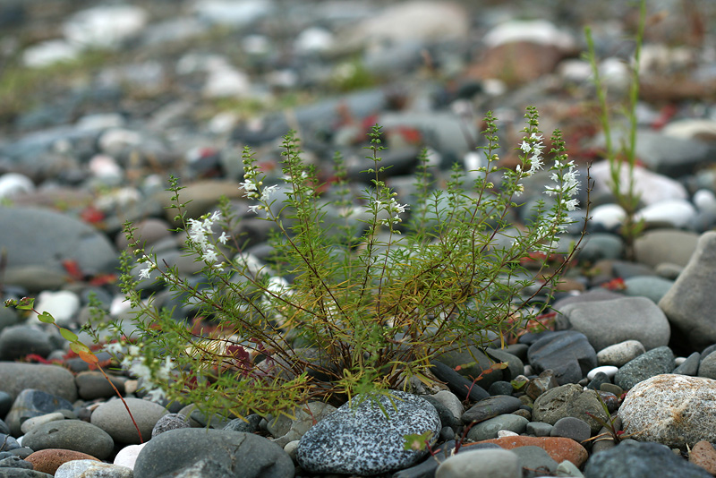 Image of Satureja spicigera specimen.