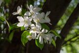 Смотреть изображение Malus baccata