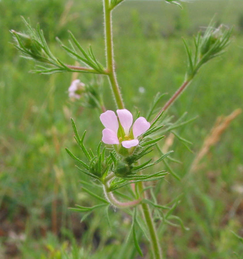 Image of Chamaerhodos erecta specimen.