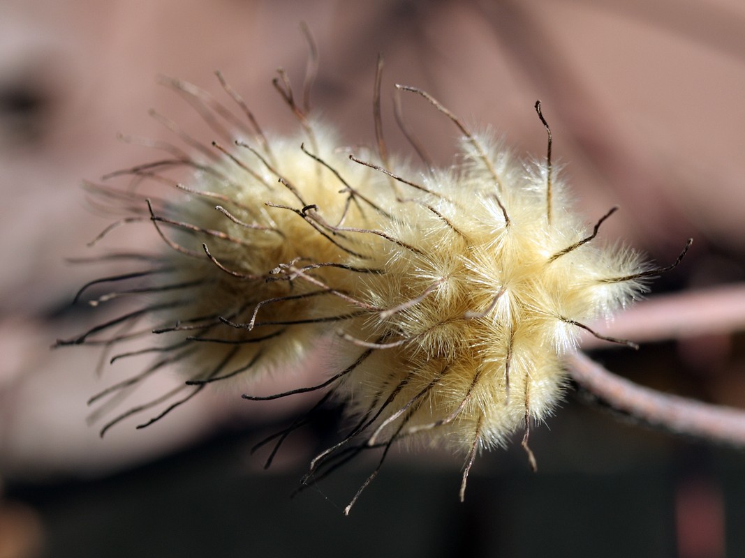 Image of Clematis &times; jackmanii specimen.