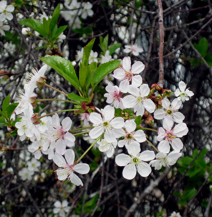 Image of Cerasus vulgaris specimen.