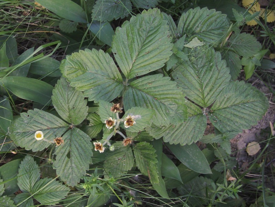 Image of Fragaria moschata specimen.