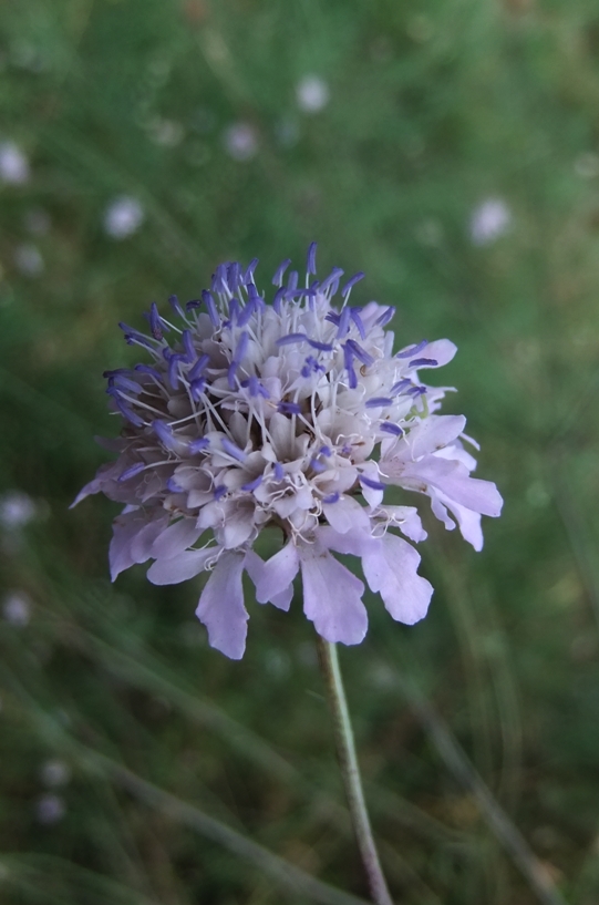 Изображение особи Cephalaria transsylvanica.