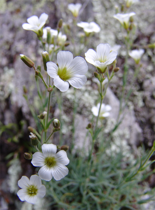 Изображение особи Minuartia circassica.