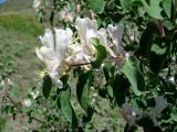 Lonicera nummulariifolia. Ветвь с цветками. Узбекистан, хр. Нуратау, Нуратинский заповедник, ур. Хаятсай. 22.05.2011.