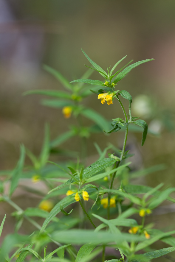 Image of Melampyrum sylvaticum specimen.