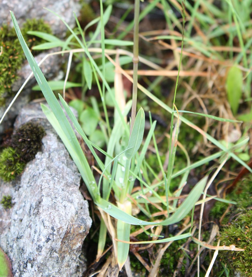 Image of Poa alpina specimen.