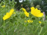 Potentilla recta