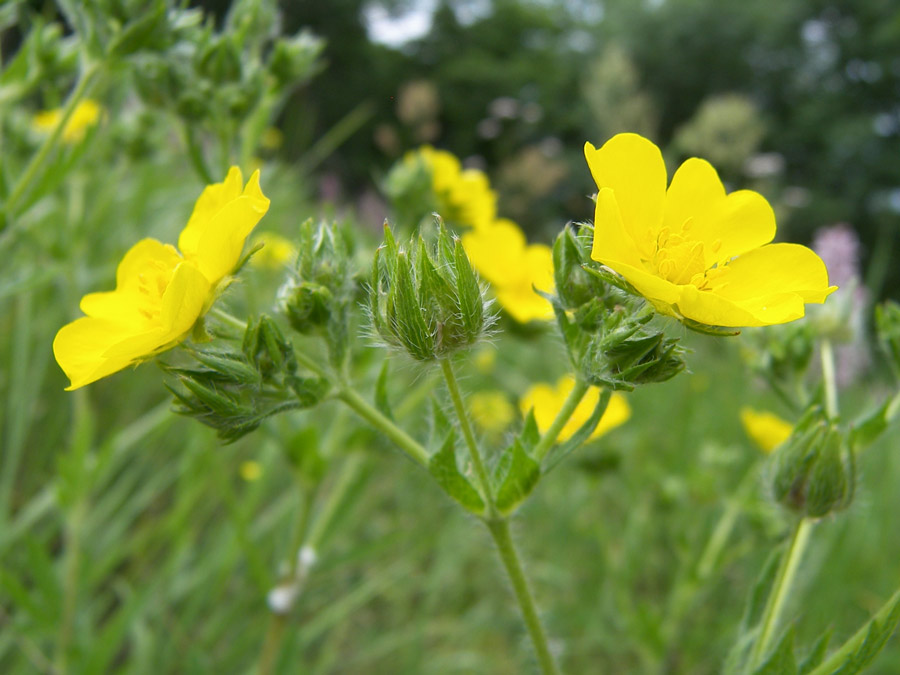 Изображение особи Potentilla recta.