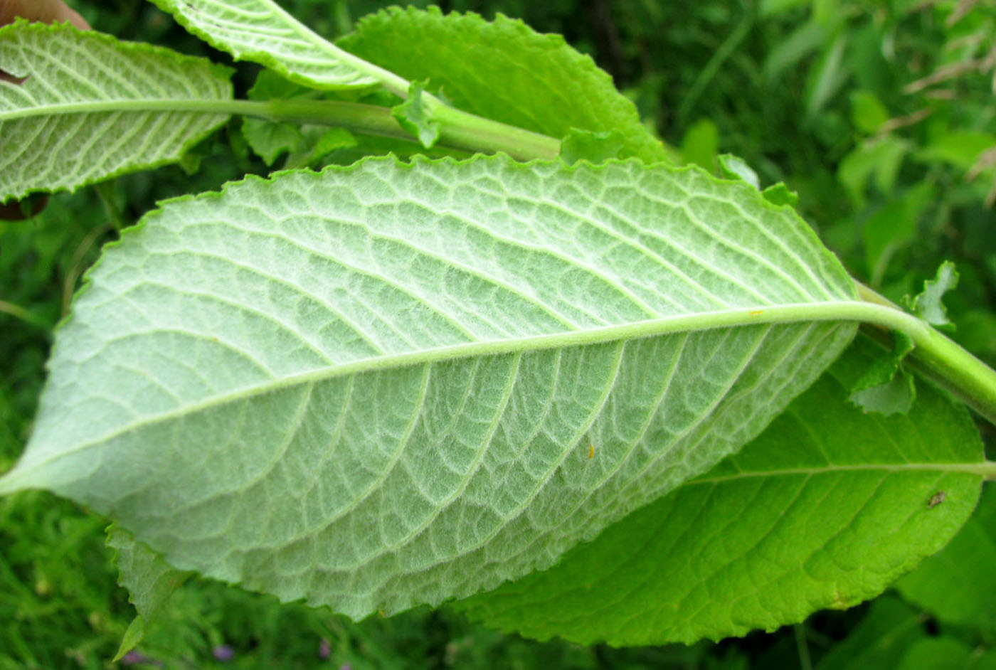 Image of Salix latifolia specimen.