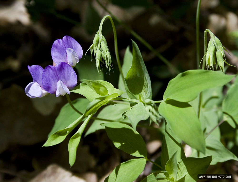 Image of Lathyrus laxiflorus specimen.