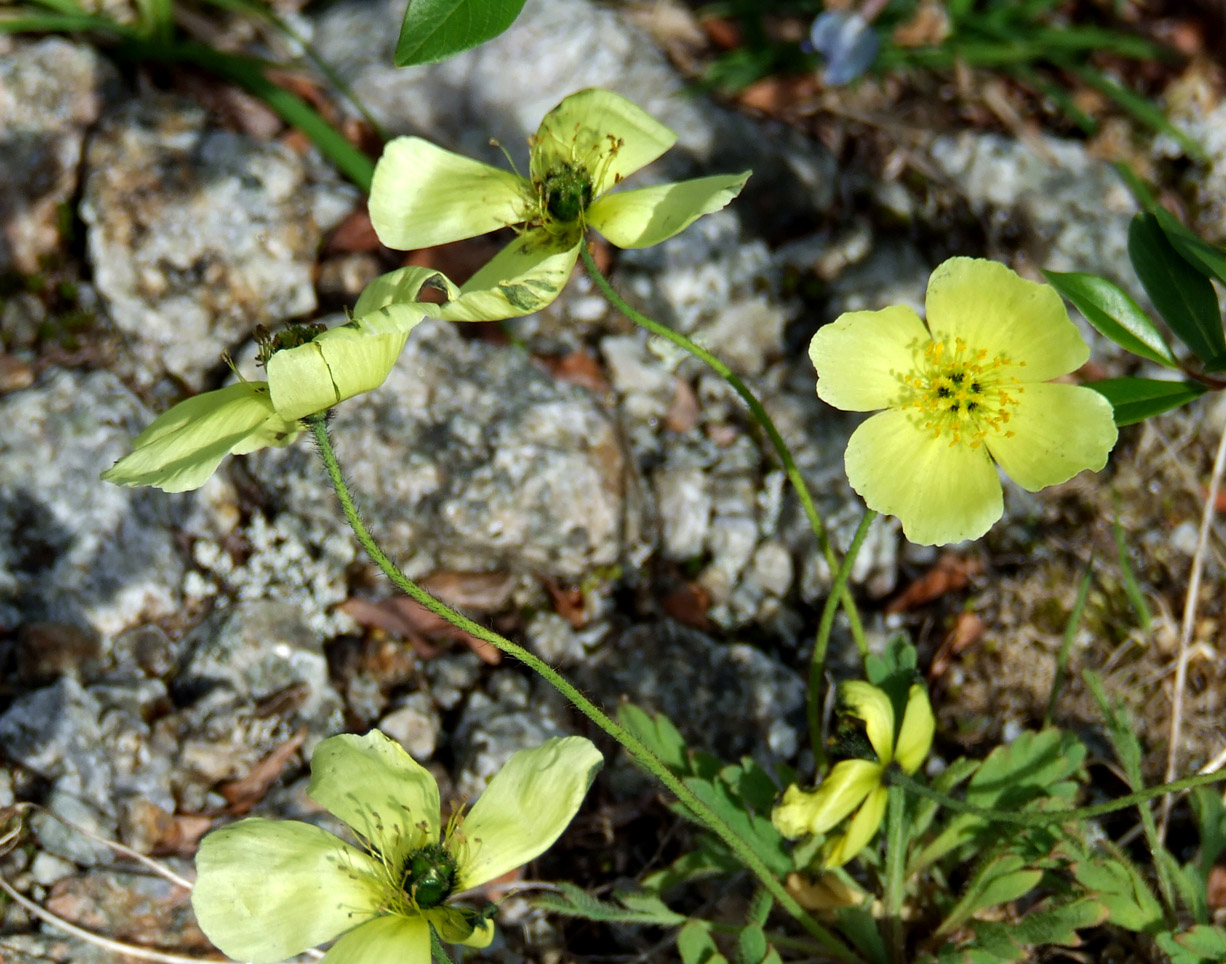 Изображение особи род Papaver.