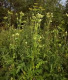 Cirsium oleraceum. Заросли цветущих растений на берегу. Курская обл., г. Железногорск, вдхр. на р. Погарщина. 1 августа 2007 г.