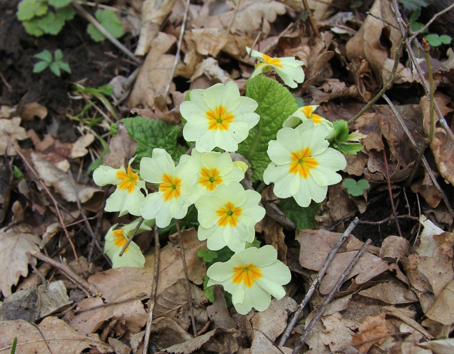 Изображение особи Primula vulgaris.