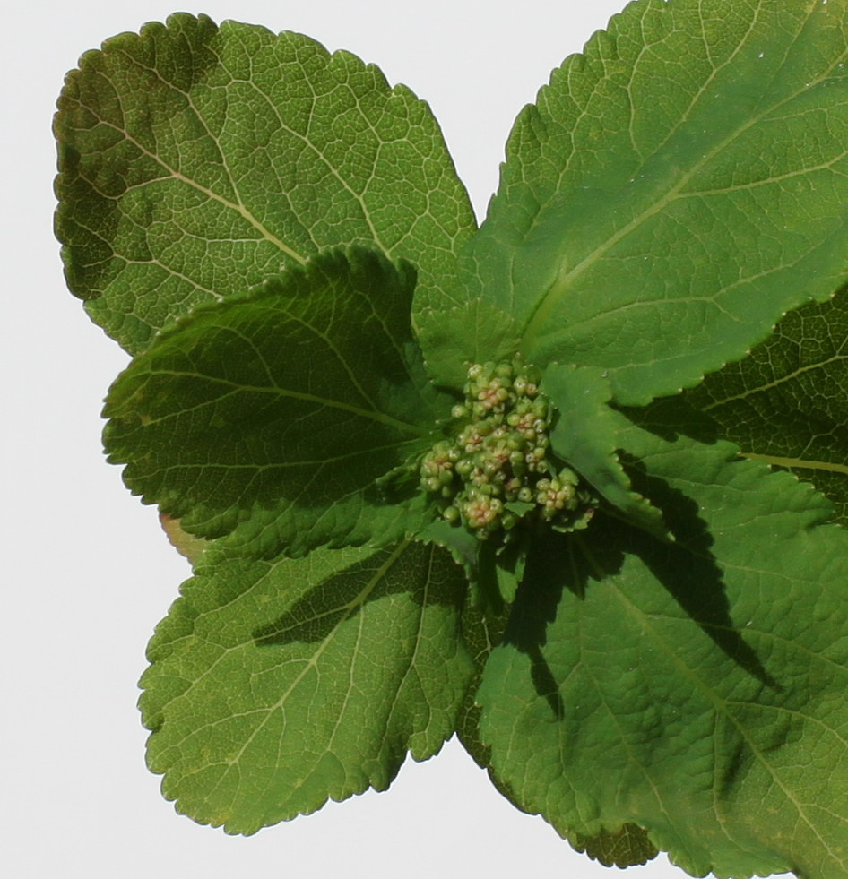 Image of Spiraea betulifolia specimen.