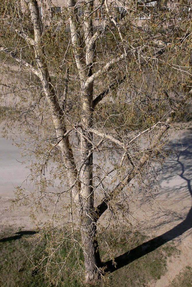 Image of Populus &times; sibirica specimen.