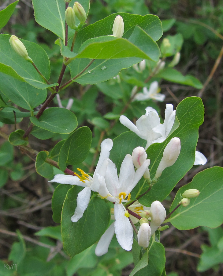 Image of Lonicera tatarica specimen.