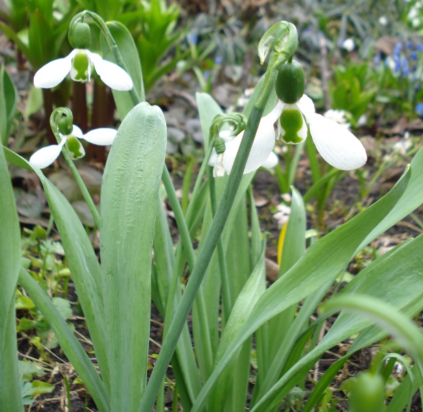 Image of Galanthus elwesii specimen.