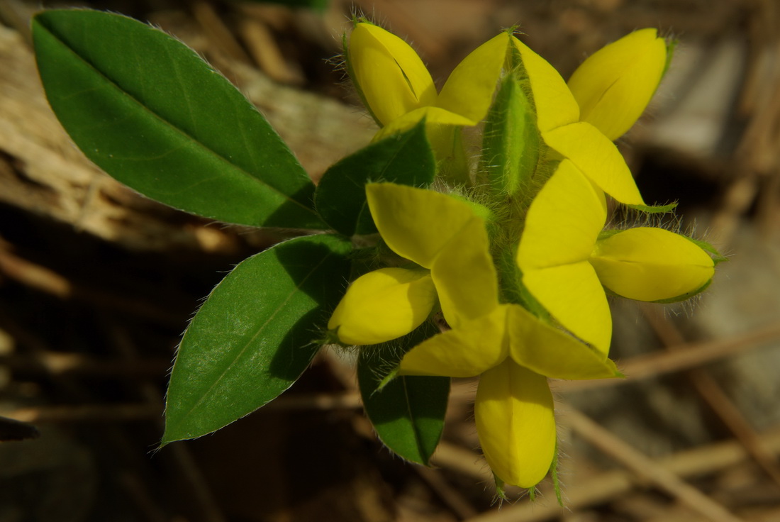 Изображение особи Argyrolobium biebersteinii.