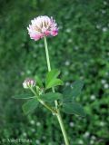 Trifolium hybridum. Верхушка цветущего побега. Украина, г. Киев, Южная Борщаговка, просп. Академика Королёва, спонтанный газон. 13 июня 2012 г.