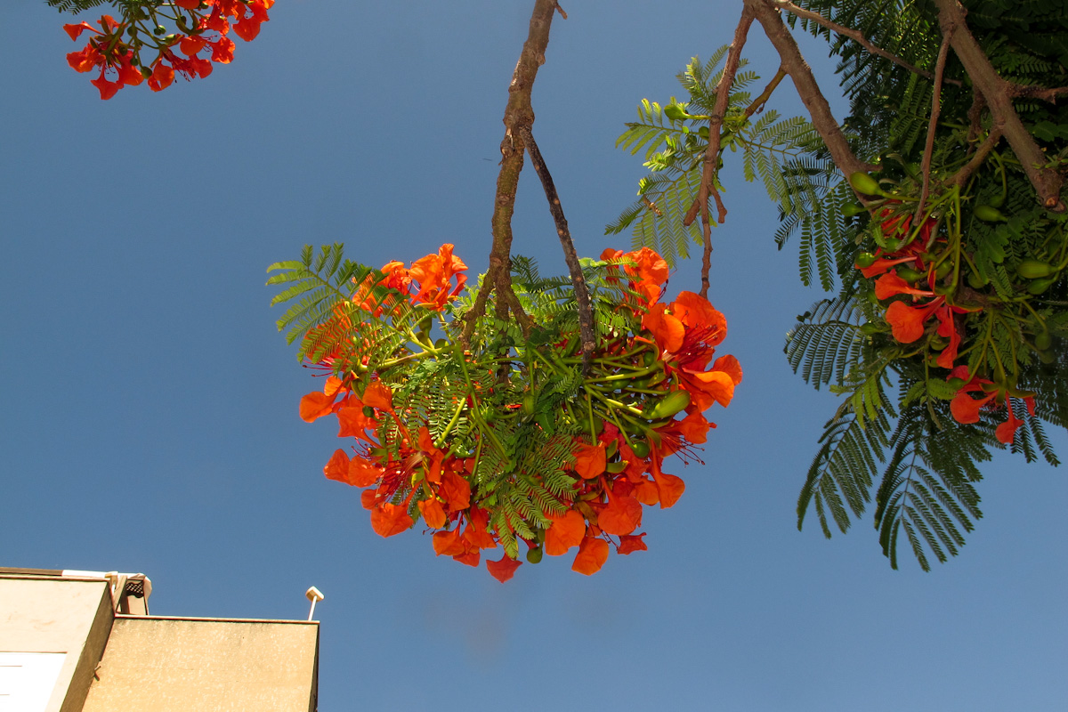 Изображение особи Delonix regia.