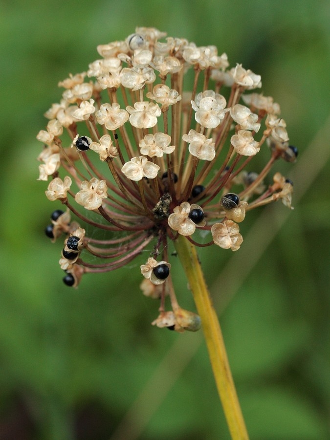 Image of Allium microdictyon specimen.