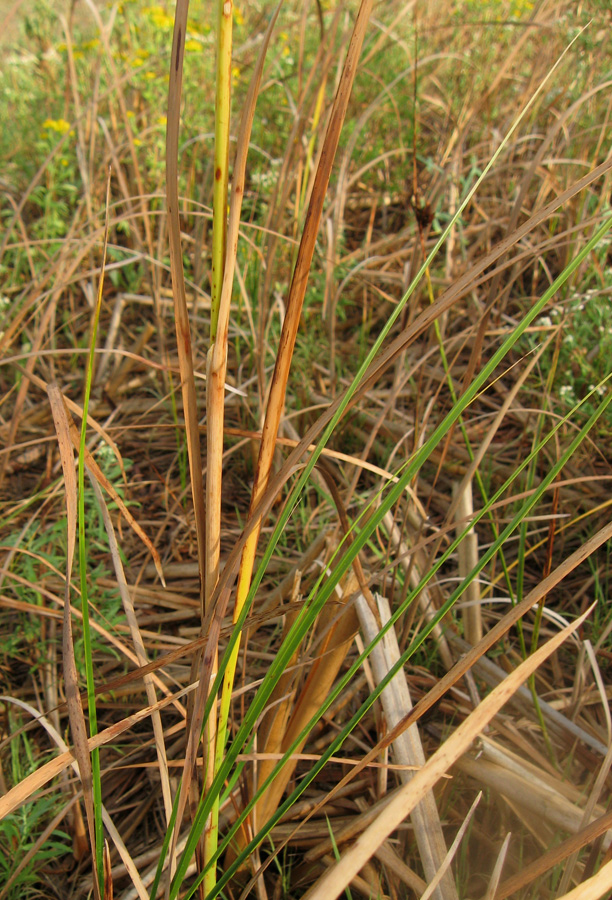 Изображение особи Typha laxmannii.