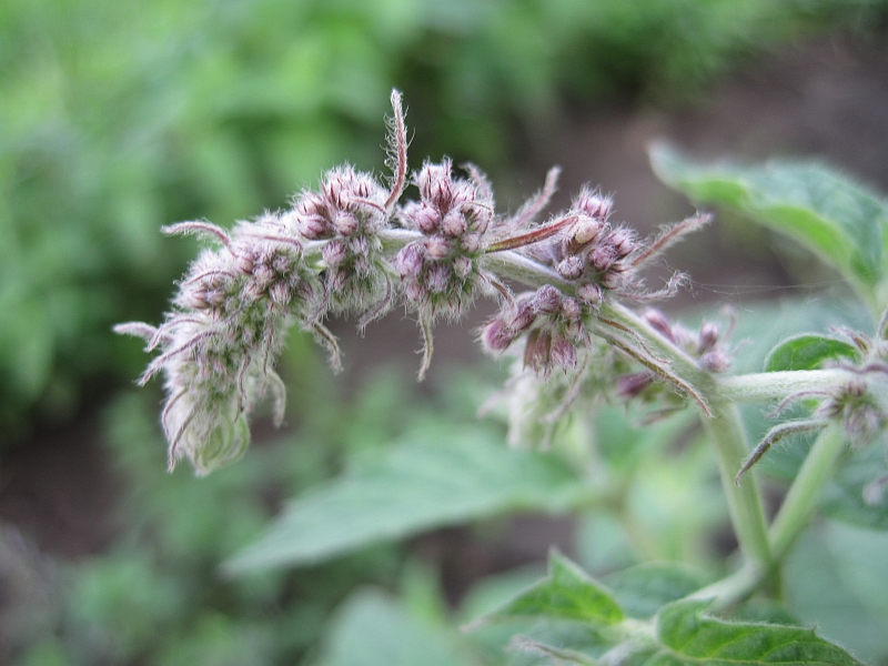 Image of Mentha longifolia specimen.