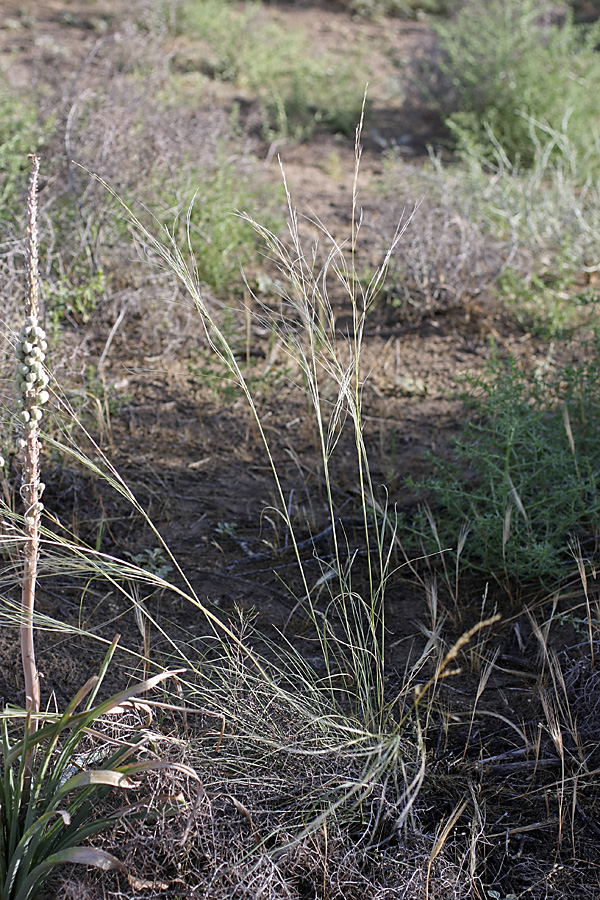 Image of genus Stipa specimen.